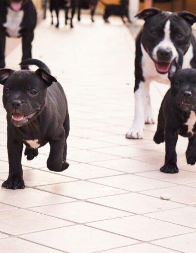 staffyblackbullkennel.com-treviglio