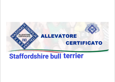 allevatore-certificato-staffordshire-bull-terrier